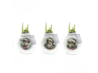 Hvězdník (Hippeastrum hybride) ve vosku Hvězdník (Hippeastrum hybride) ve vosku