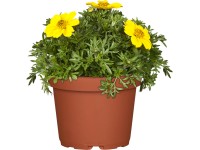 OBI Living Garden Dvouzubec (Bidens ferulifolia), pr. cca 13 cm OBI Living Garden Dvouzubec (Bidens ferulifolia), pr. cca 13 cm