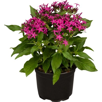 OBI Pětkovec kopinatý průměr květináče cca 13 cm Pentas lanceolata