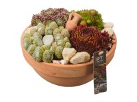 Royal Lemkes Netřesky (Sempervivum) v terakotové žardince pr. 24 cm