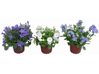 Zvonek dalmatský Mini průměr květináče cca 5 cm Zvonek dalmatský Mini průměr květináče cca 5 cm