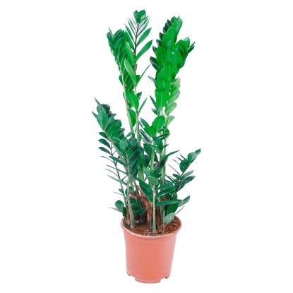 Zamioculcas průměr květináče cca 19 cm