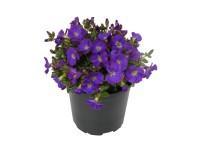 Tařička gracilis Tařička gracilis