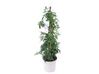 Landgard Jasmín mnohokvětý (Jasminum polyanthum) bílý cca výška 60-70cm pr. 17cm