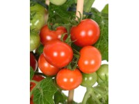 OBI Cherry rajčata Pick & Joy pr. květináče 14 cm, výška 40-50 cm