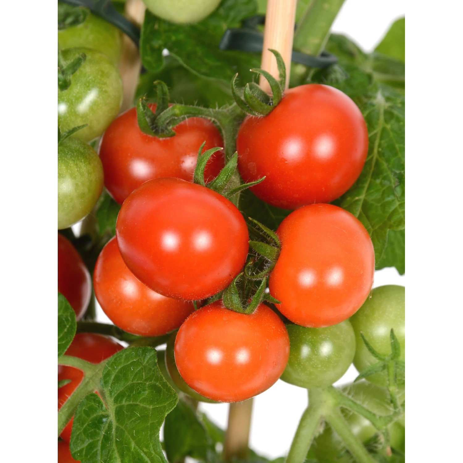 OBI Cherry rajčata Pick & Joy pr. květináče 14 cm, výška 40-50 cm