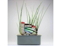 Pór zahradní (Allium porrum) v misce, 6 ks