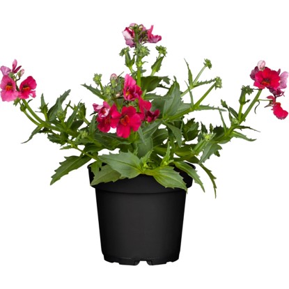 Hledíkovka zduřelá (Nemesia strumosa), různé barvy, pr. kv. 11 cm