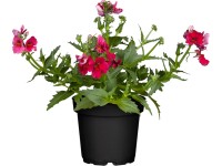 Hledíkovka zduřelá (Nemesia strumosa), různé barvy, pr. kv. 11 cm