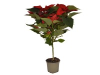 Vánoční hvězda (Euphorbia pulcherrima), pr. kv. 15 cm