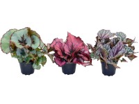 Begónie výška cca 7-12 cm průměr květináče cca 6 cm Begonia rex Begónie výška cca 7-12 cm průměr květináče cca 6 cm Begonia rex