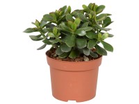 Tlustice Minova Magic Tlustice Minova Magic