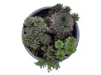 Venkovní sukulenty mix 5-10 cm, pr. 19 cm