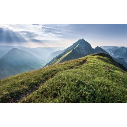 Komar Vliesová fototapeta Green Vein 400 x 250 cm