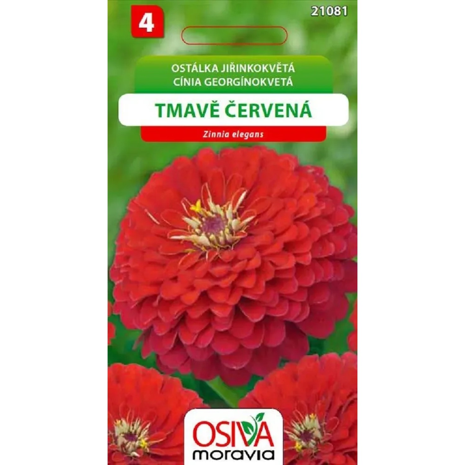 Semínka Ostálka jiřinkokvětá tmavě červená (Zinnia elegans)