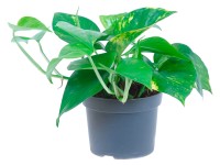 GROW by OBI Šplhavník Aureum průměr květináče cca 12 cm GROW by OBI Šplhavník Aureum průměr květináče cca 12 cm