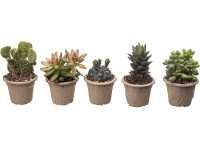 Giromagi Sukulent různé druhy výška 10-15 cm, pr. květináče 6,5 cm