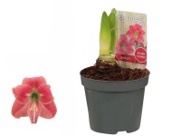 Hvězdník (Hippeastrum hybride), růžová, pr. 9 cm