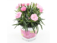 Hvozdík (Dianthus) 