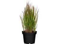 Grow by OBI Lalang válcovitý Red Baron hnědočerv. pozdě., pr. kv. 19 cm