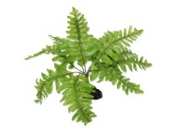 Repti Planet Rostlina kapradí Nephrolepis 20 cm