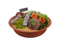 Royal Lemkes Netřesky (Sempervivum) v terakotové žadince př. 30 cm