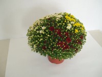 Chrysanthema multiflora 3 barvy