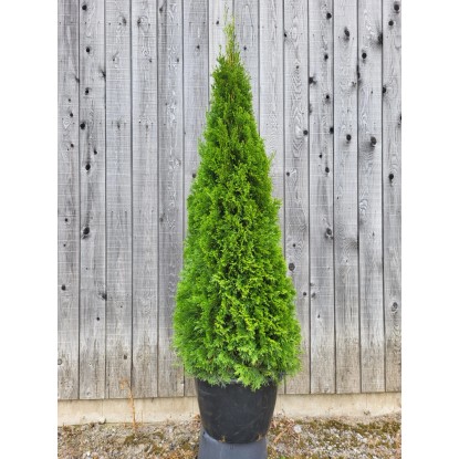 ARBOEKO Zerav západní (Thuja occidentalis) "Smaragd" 60-80 cm
