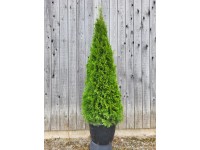 ARBOEKO Zerav západní (Thuja occidentalis) ARBOEKO Zerav západní (Thuja occidentalis)