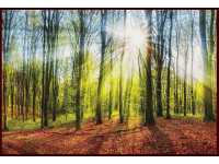 Bondecor Obraz Putframe Sun 50 x 70 cm