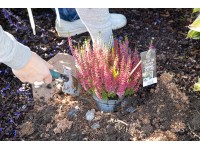 Pottburri Beauty Ladies Vřes obecný tříbarevný průměr cca 13 cm Calluna vulgaris