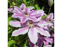 Plamének (Clematis Hybride) 