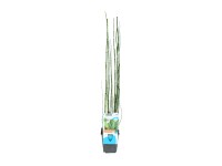 OBI Přeslička japonská pr. květináče cca 9 cm OBI Přeslička japonská pr. květináče cca 9 cm