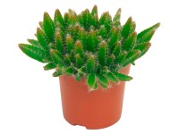 Pitahaya červená průměr květináče cca 10,5 cm