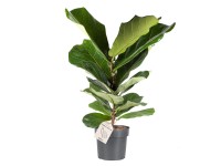 Fíkovník lyrovitý (Ficus lyrata), výška cca 65-75 cm, pr. kv. cca 17 cm
