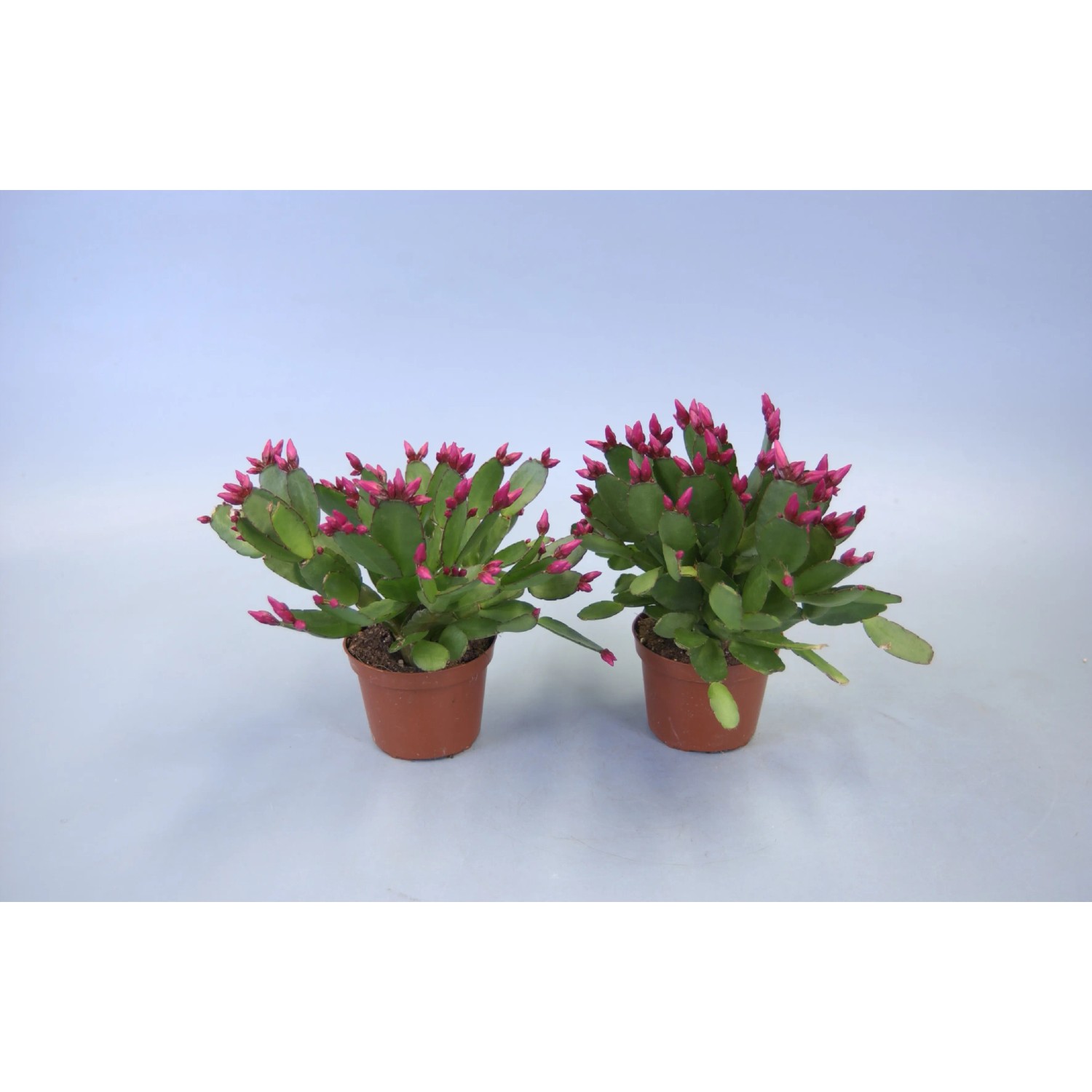 korbmarante triostar Calathea Triostar kaufen? | Donna