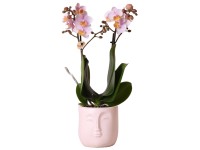 Orchidej motýlokvětá (Phalaenopsis) růžová, výška 35-40 cm, pr. květináče 9 cm