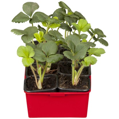 Jahodník obecný Ostara, 10 ks v platu