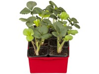 Jahodník obecný Ostara, 10 ks v platu