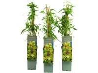 Plamének tangutský (Clematis tangutica) 