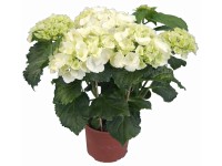 GROW by OBI Pokojová hortenzie bílá průměr květináče cca 14 cm GROW by OBI Pokojová hortenzie bílá průměr květináče cca 14 cm