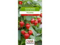 Semínka Jahodník měsíční Rujana (Fragaria vesca)