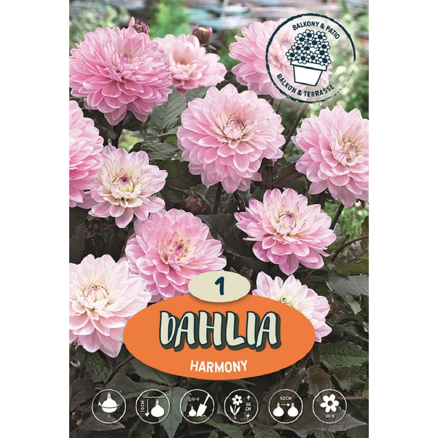 Jiřina Harmony bílá s růžovou