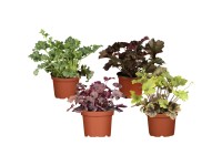 Dlužicha (Heuchera), různé barvy, pr. kv. 15 cm