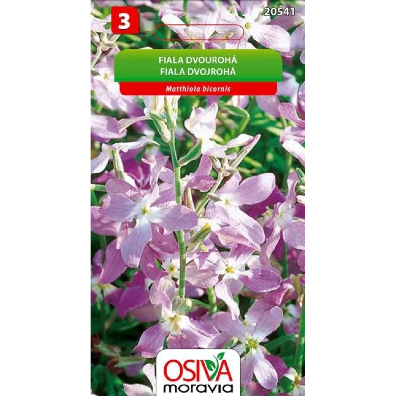 Semínka Fiala dvourohá (Matthiola bicornis)