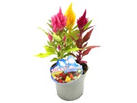 Q-Flower Nevadlec hřebenitý (Celosia plumosa) 