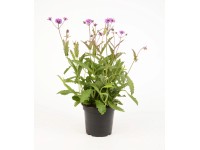 Sporýš tuhý (Verbena rigida) 