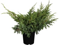 OBI jalovec šupinatý OBI jalovec šupinatý