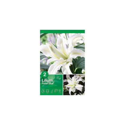 Lilie "Polar Star" bílé