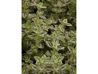 Tymián Mystic Lemon, pr. květináče cca 12 cm